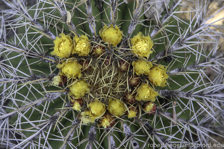 arizona garden